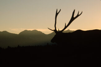 Elk Bull, Banff