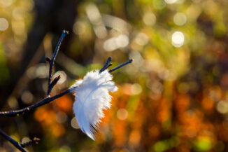 Feather