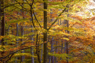 autmn beech, rothiemurchus, cairngorms national park