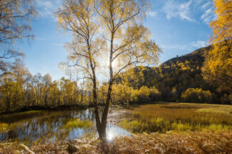 Craigellachie Birch
