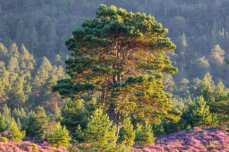 Scots Pine in heather bloom, rothiemurchus, Cairngorms National park, Scotland