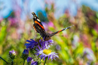 Red admiral butterfly on michaelmas daisies