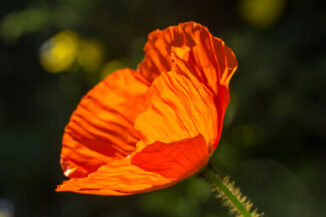 Midsummer poppy
