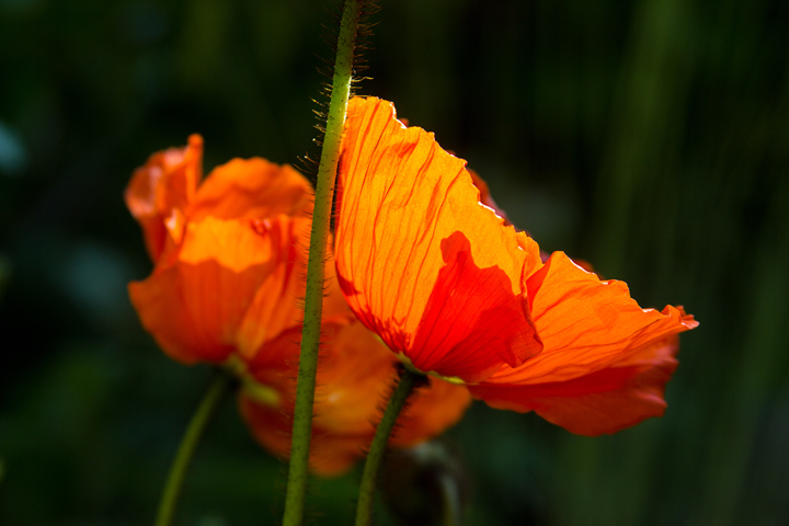 Orange poppy