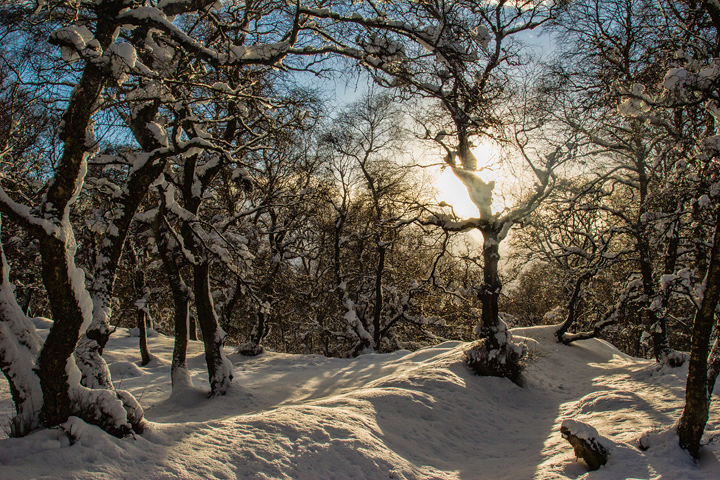 snow and light in trees, strathspey