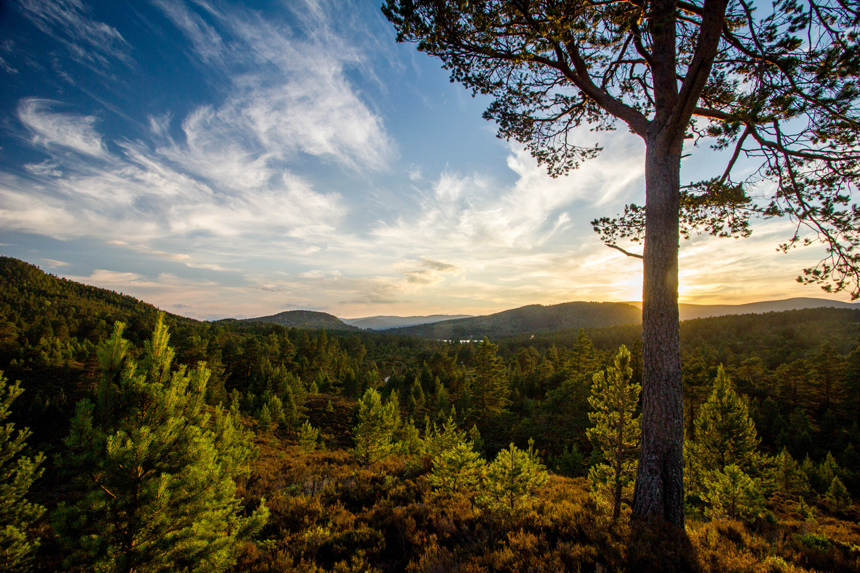 Sunset Pine, Rothiemurchus